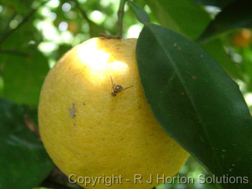 Fruit fly on orange 